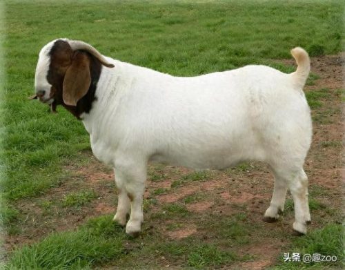 世界十大最贵羊肉品牌排行榜(世界公认十大羊肉)插图4