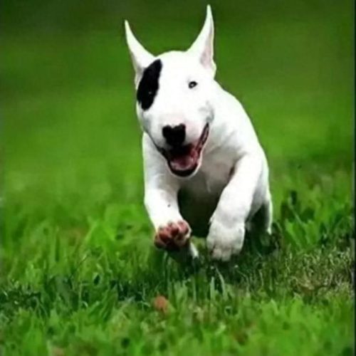 十大凶猛大型犬排行榜(十大凶猛的小型犬)插图