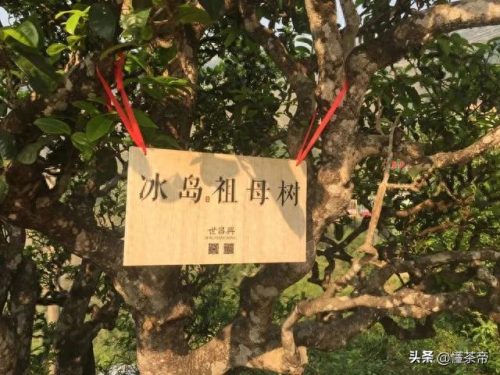 普洱生茶排名前十(普洱生茶十大排名)插图3