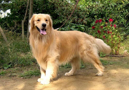 最便宜的十大名犬排行榜(十大巨犬排行榜)插图7