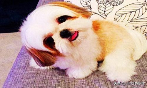 中国十大中型犬排行榜(大中型犬推荐品种)插图9