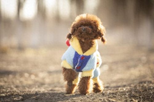 十大凶犬排行榜图片高清(中国十大最凶犬)插图