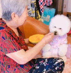 最便宜的十大名犬排行榜(十大巨犬排行榜)插图4