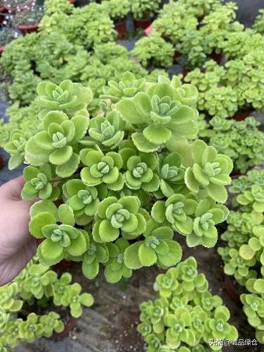十大最香的多肉排行榜(养多肉十大忠告)插图7