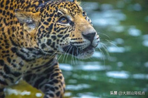 美国十大动物园排行榜(全球十大动物园排名)插图5