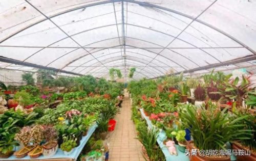 马鞍山十大花店排行榜最新(全国十大花店加盟)插图8
