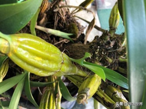 三乡农庄排名前十(中山沙溪农庄排行榜前十)插图6