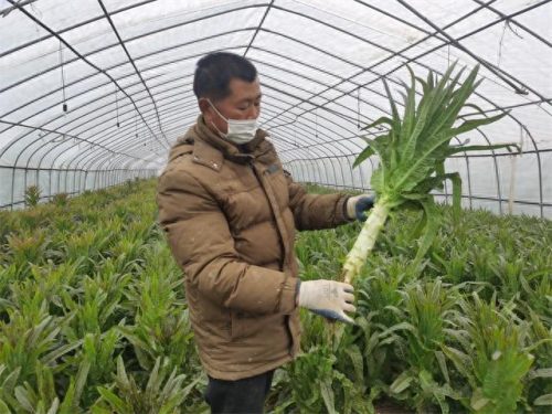 莴笋品牌大全排名前十(即食莴笋十大品牌)插图1