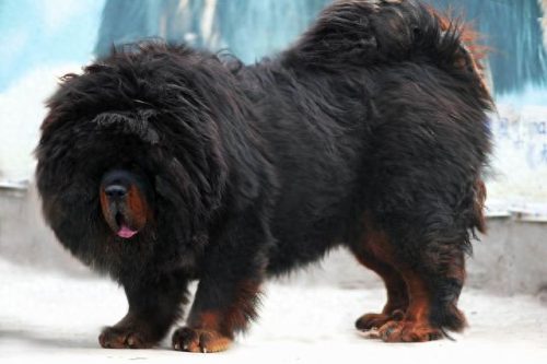 十大最勇敢的犬种排行榜(边牧是禁养犬种吗)插图5