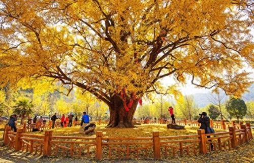 随州地区景点排名前十(随州烧烤十大排名)插图7