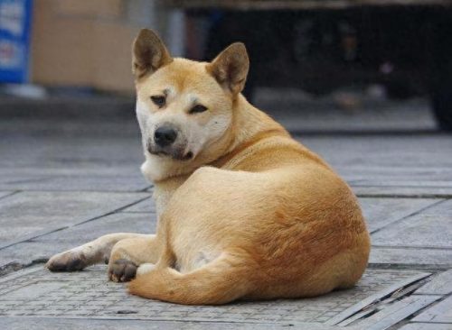最便宜的十大名犬排行榜(十大巨犬排行榜)插图1