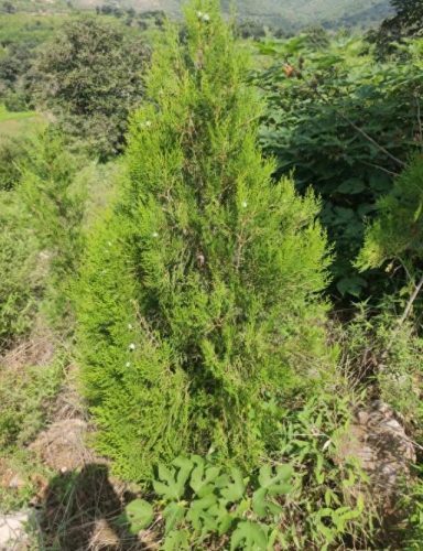 新疆适宜树种排名前十(新疆大面积推广棉花套种)插图3