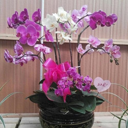 十大名贵花卉排行榜及图片(勉县名贵花卉)插图10