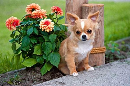十大家养小型犬排行榜最新(懒人养的小型犬排名)插图6
