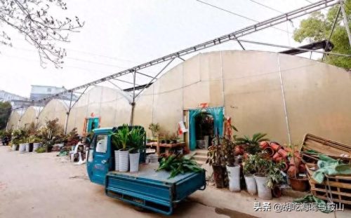 马鞍山十大花店排行榜最新(全国十大花店加盟)插图13