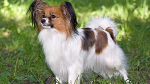最便宜的十大名犬排行榜(十大巨犬排行榜)插图13