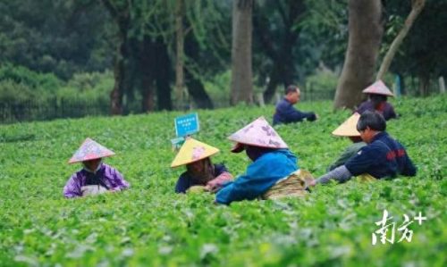 广东省十大名茶排行榜(广东十大名酒)插图11