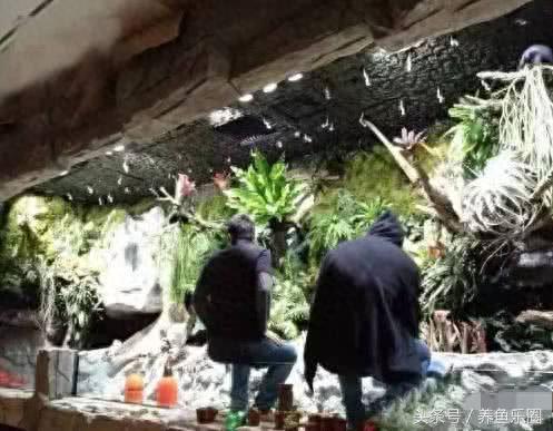 景观鱼缸价位排名前十(睿美7s鱼缸价位及质量怎么样)插图10