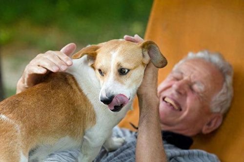 最便宜的十大名犬排行榜(十大巨犬排行榜)插图