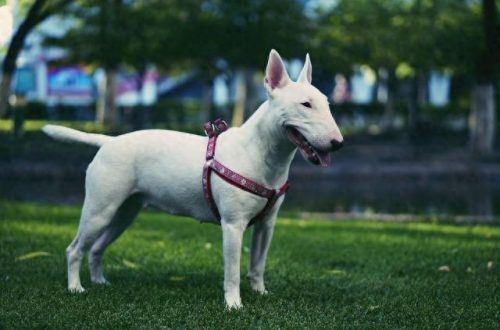 十大凶犬排行榜图片高清(中国十大最凶犬)插图6