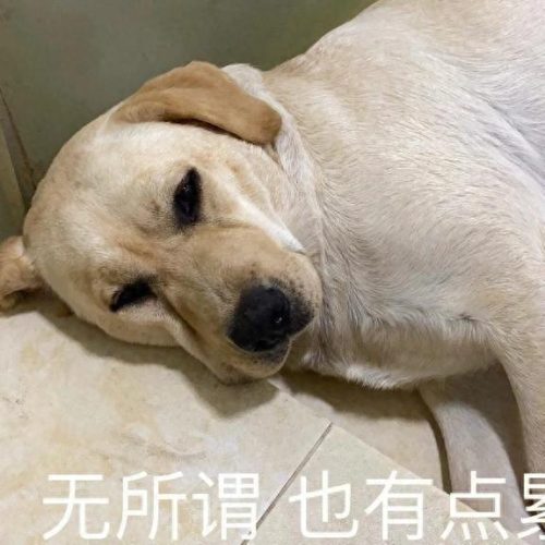 狗狗培训机构排名前十(北京狗狗寄养训练机构)插图4