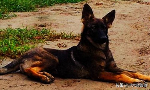 中国十大中型犬排行榜(大中型犬推荐品种)插图5