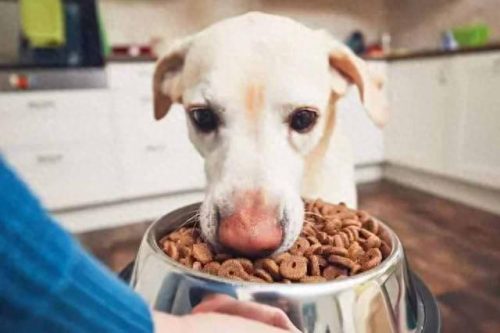 低敏犬粮十大品牌排行榜(大型犬粮有哪些品牌)插图