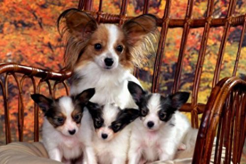 十大家养小型犬排行榜最新(懒人养的小型犬排名)插图5