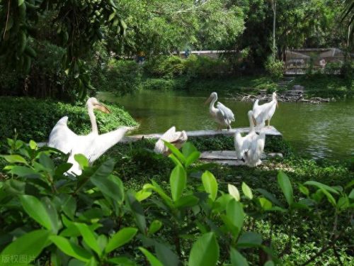 深圳所有景点排名前十(深圳八大必去免费景点)插图3