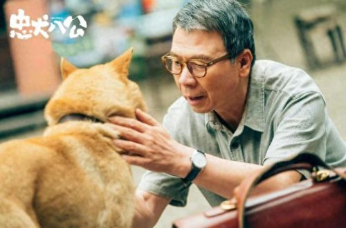 狗电影十大排行榜导盲犬(一只导盲犬需要多少钱)插图