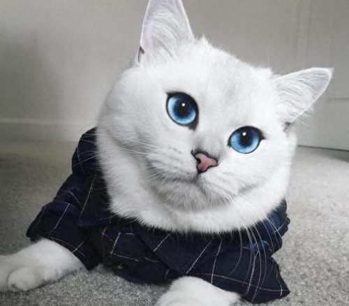最美的十大猫咪品种排行榜(养什么品种猫咪比较好)插图10