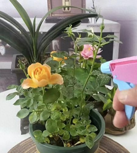 月季杀菌药十大排行榜(养月季的十大忌讳)插图4