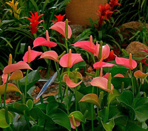 十大最易买的花卉排行榜(昌平十大花卉市场)插图21