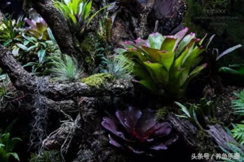 景观鱼缸价位排名前十(睿美7s鱼缸价位及质量怎么样)插图19