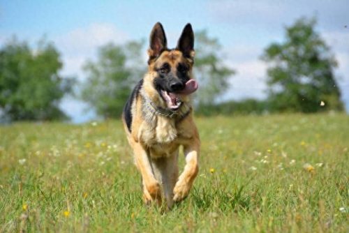 犬排名前十的狗狗(狗狗驱虫药十大排名)插图2