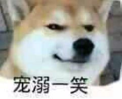 十大最佳犬种排行榜第一(十大名犬排行榜最新)插图1