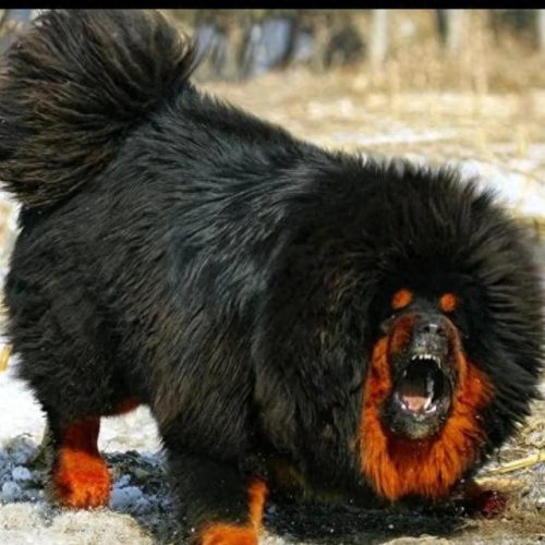 十大凶猛大型犬排行榜(十大凶猛的小型犬)插图6
