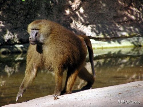 世界十大战斗猴排行榜最新(属猴十大伟人)插图6