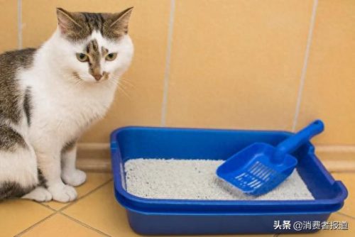 猫沙品牌十大排行榜(自制猫砂超简单)插图