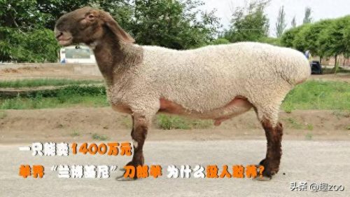 世界十大最贵羊肉品牌排行榜(世界公认十大羊肉)插图
