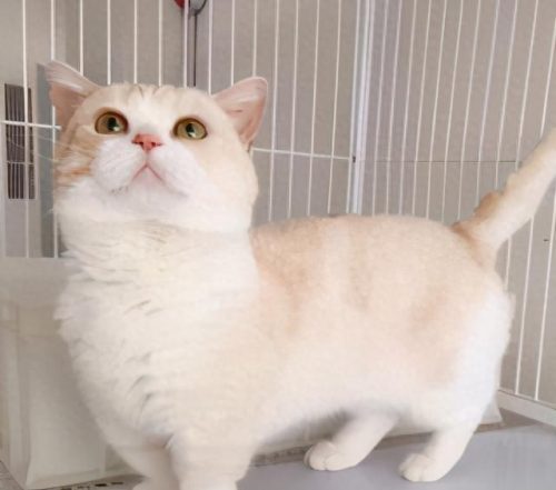 最美的十大猫咪品种排行榜(养什么品种猫咪比较好)插图8