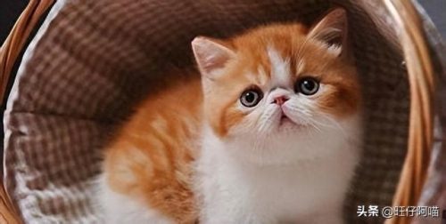 宠物猫咪十大排行榜(国内十大宠物猫排行榜)插图4