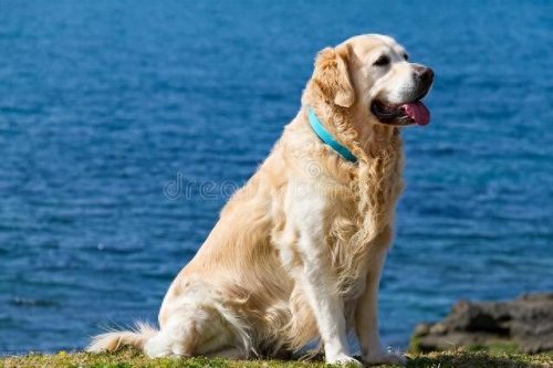犬排名前十的狗狗(狗狗驱虫药十大排名)插图3