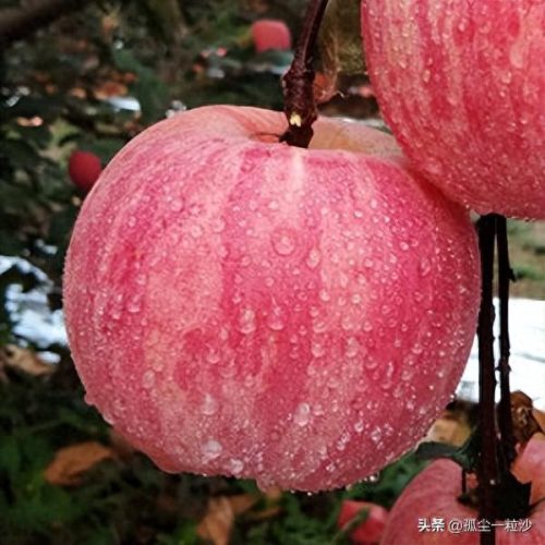 德州必买的十大特产排行榜(俄罗斯十大必买特产)插图2