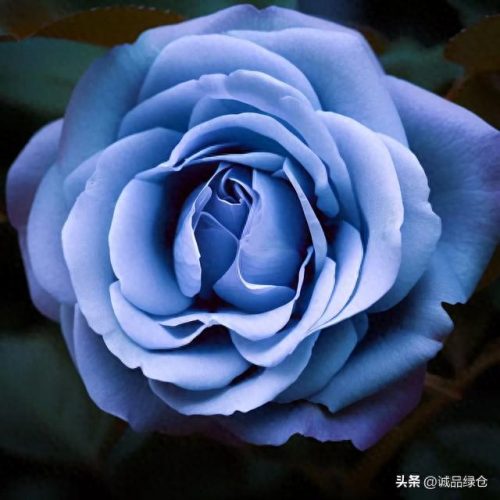 优秀 月季品种排名前十(耐寒的月季品种排名)插图9