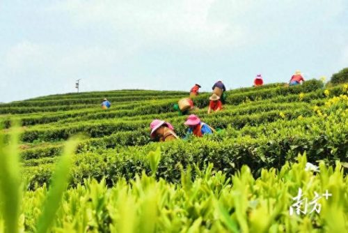 广东省十大名茶排行榜(广东十大名酒)插图9