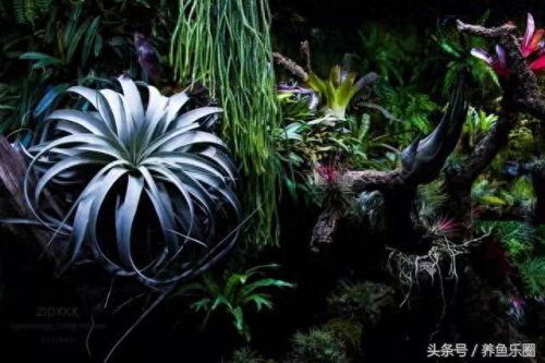 景观鱼缸价位排名前十(睿美7s鱼缸价位及质量怎么样)插图17