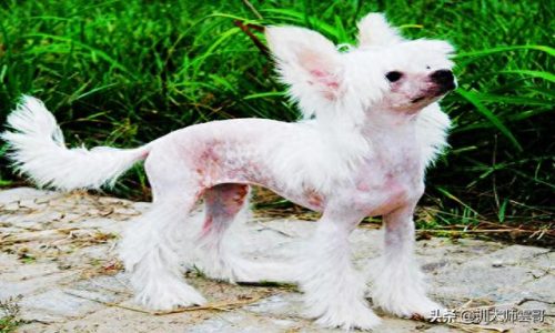 中国十大中型犬排行榜(大中型犬推荐品种)插图4