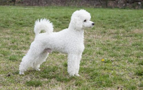 犬排名前十的狗狗(狗狗驱虫药十大排名)插图1