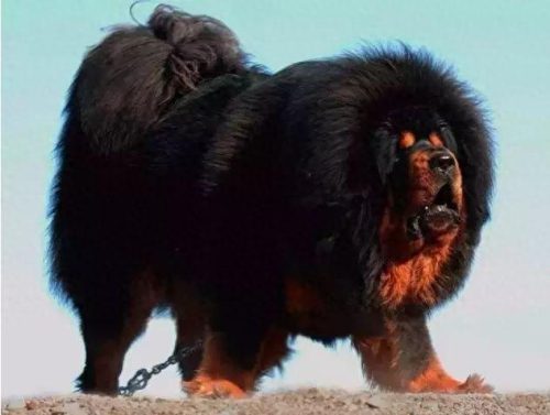 十大最佳犬种排行榜第一(十大名犬排行榜最新)插图7